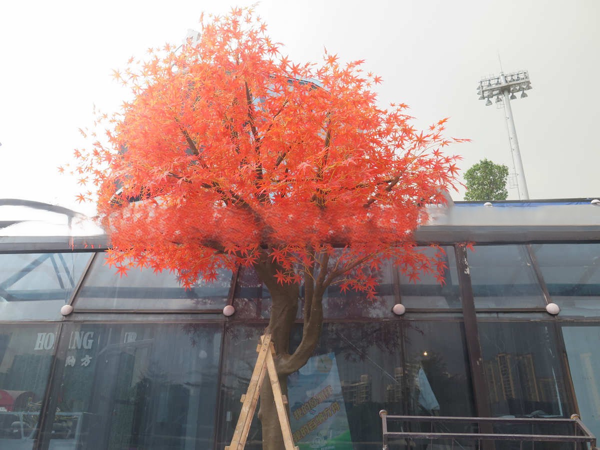  纯真可爱，仿真豆花树七载不韵