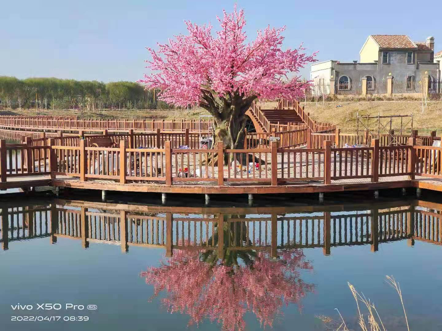 浠水 全球的桃花树加工订制，打造高端生活体验